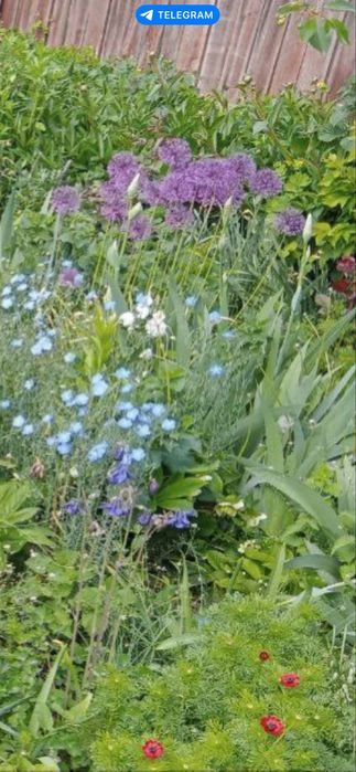 Іриси, цибулька, алліум