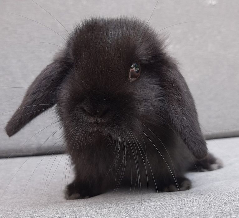 Kroliki baranek miniaturka  karzelek mini lop