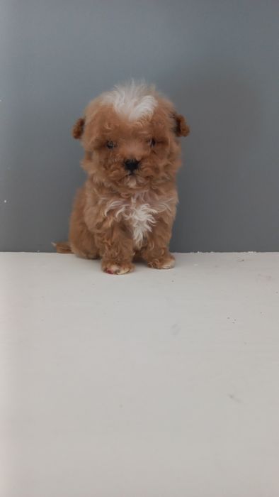 Микро мальчишка мальтипу