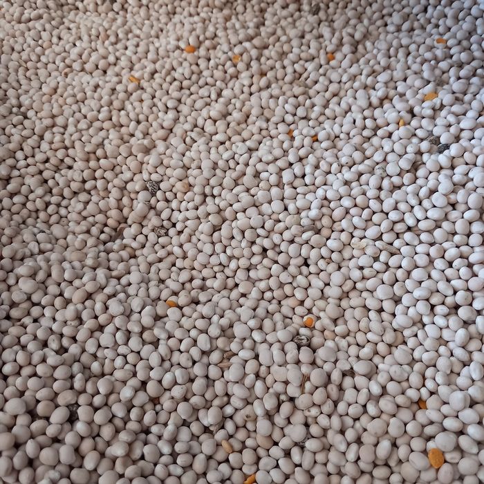 Łubin wąskolistny Oskar