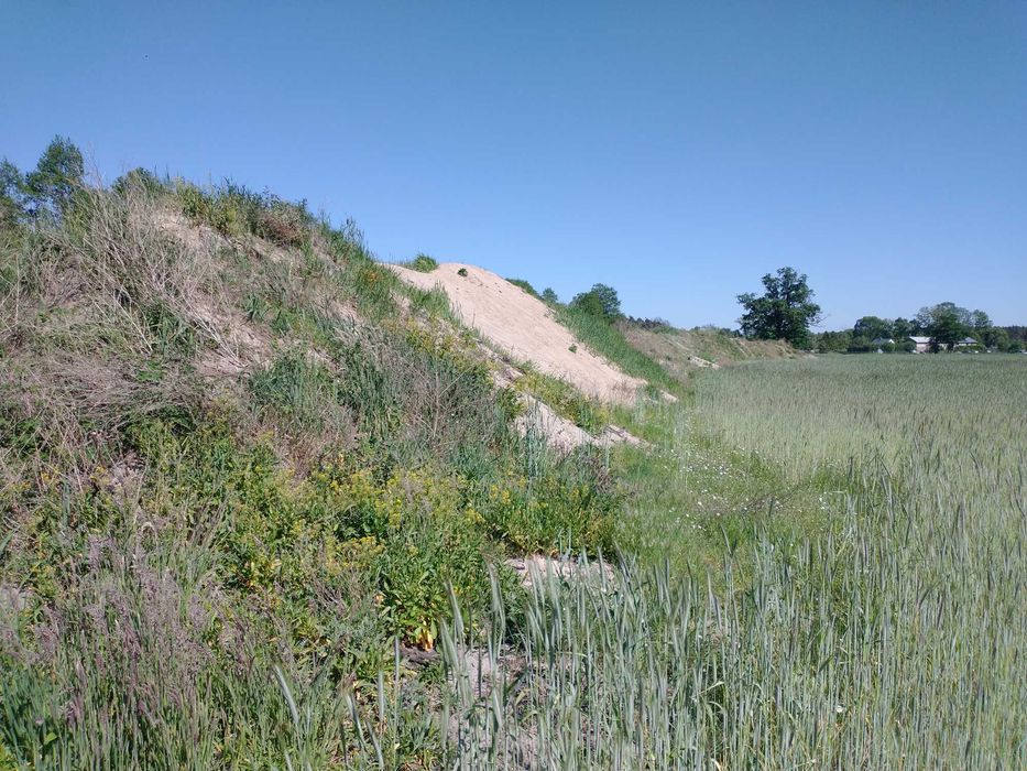 Oddam ziemię za darmo