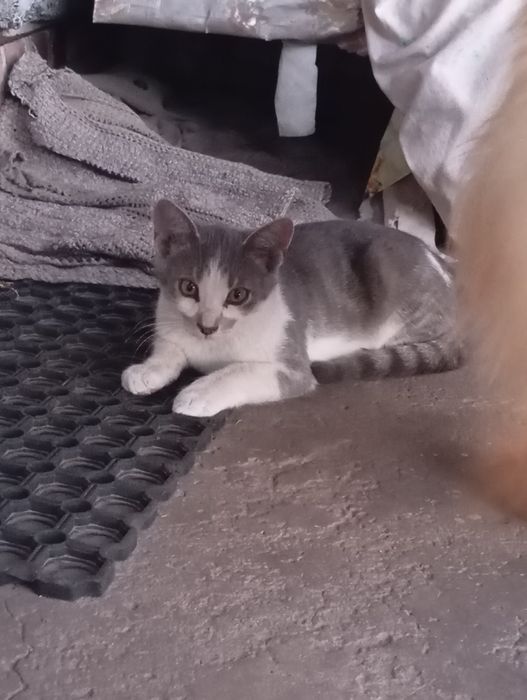 Kocur do oddania 13 tygodni  tylko 16 sierpnia