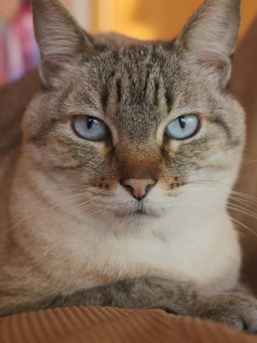 Máquina Fotografica Canon