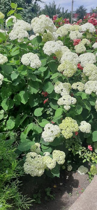 Продам древовидную гортензию Анабель