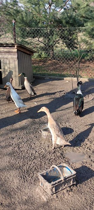 Jajka kaczek biegusów czubatych