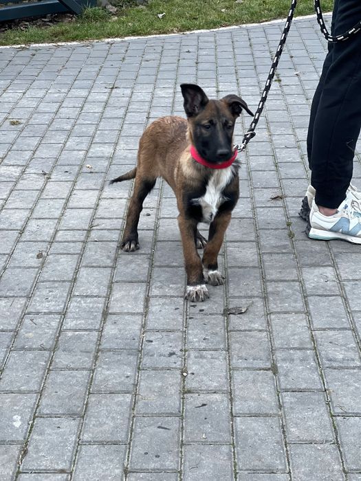 Owczarek belgijski szczeniak