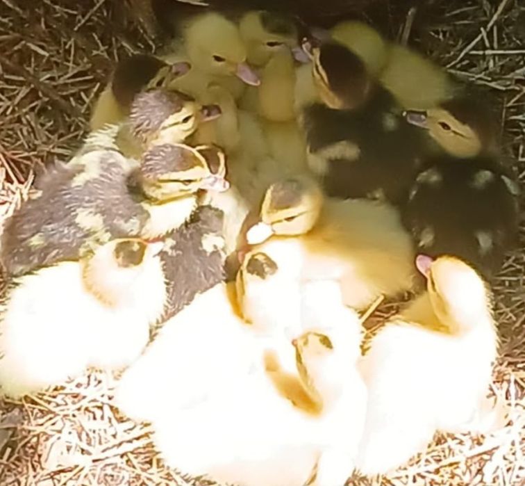 Patos mudos com 1 mês e meio e 3 dias