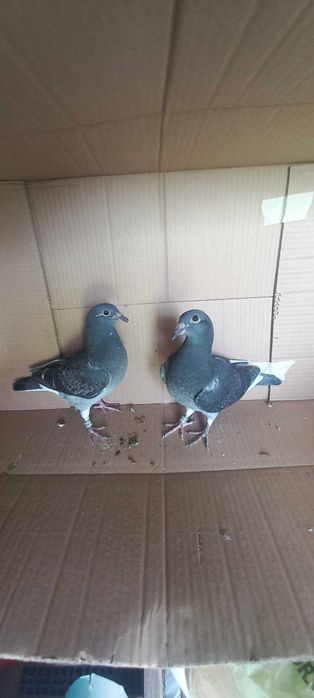 Młode gołębie pocztowe