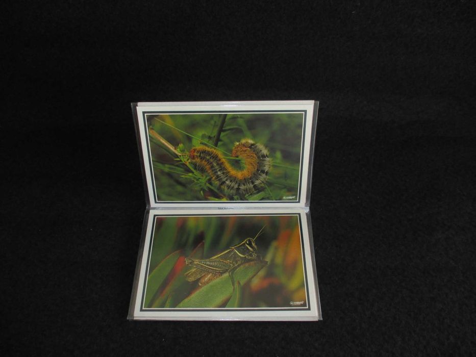 Bilhete Postal Natureza Insectos 1989 Postais