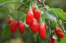 plantas de baga de goji