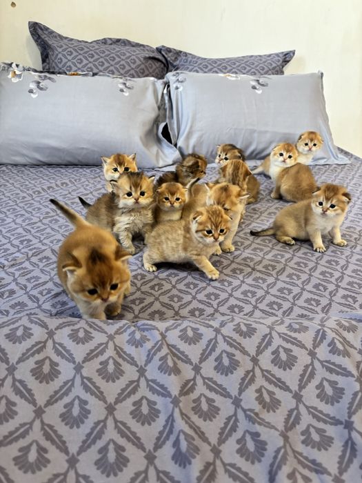 Кошенята золота шиншила