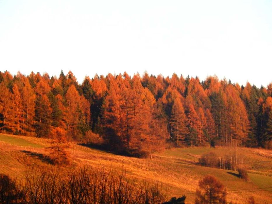 Caloroczne Domki w Gorach Aleksander 9-12 os Tanio