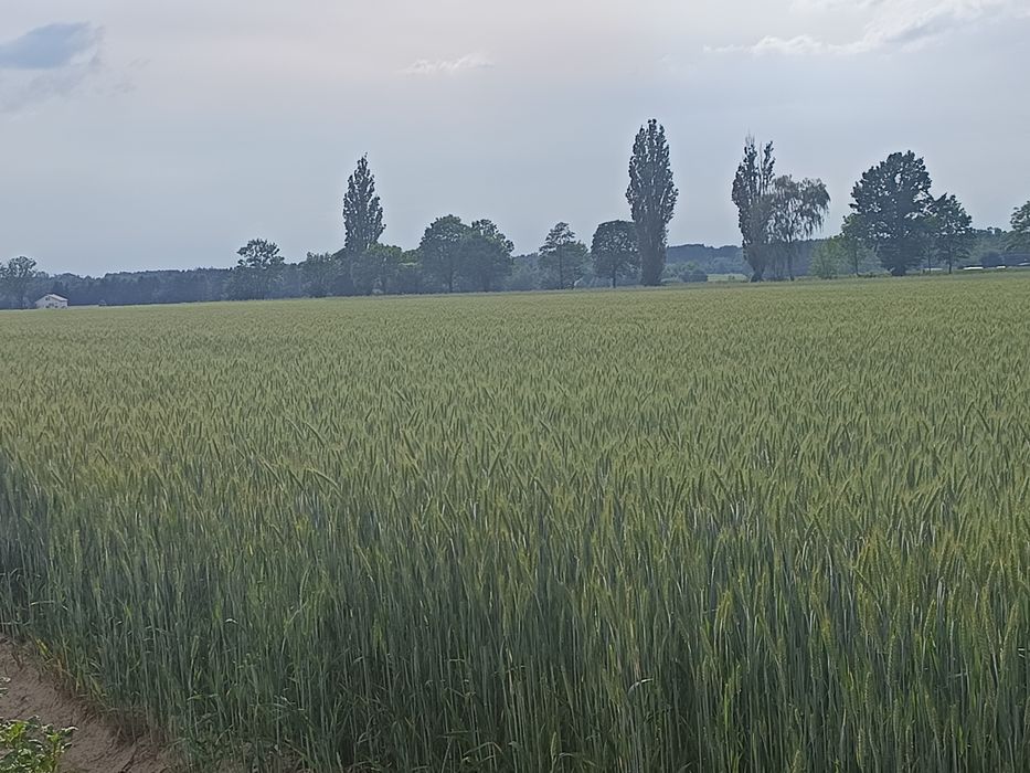 Pszenżyto na sprzedaż