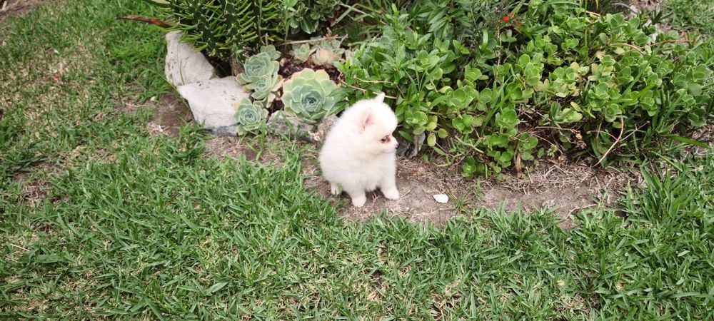 Spitz Lulu da Pomerânia hiper miniatura alta qualidade pronto para entrega imediata