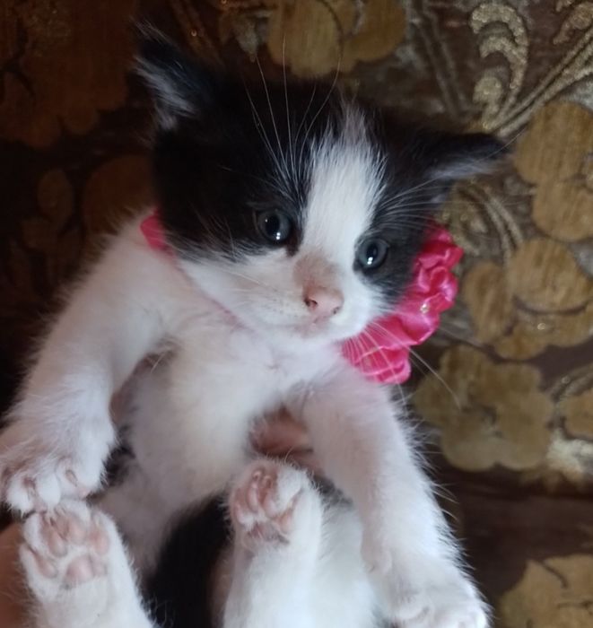 КОТЯТА МЕТИСЫ  в добрые руки