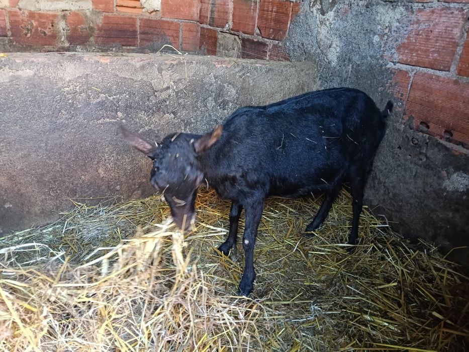 Cabra murciana cheia