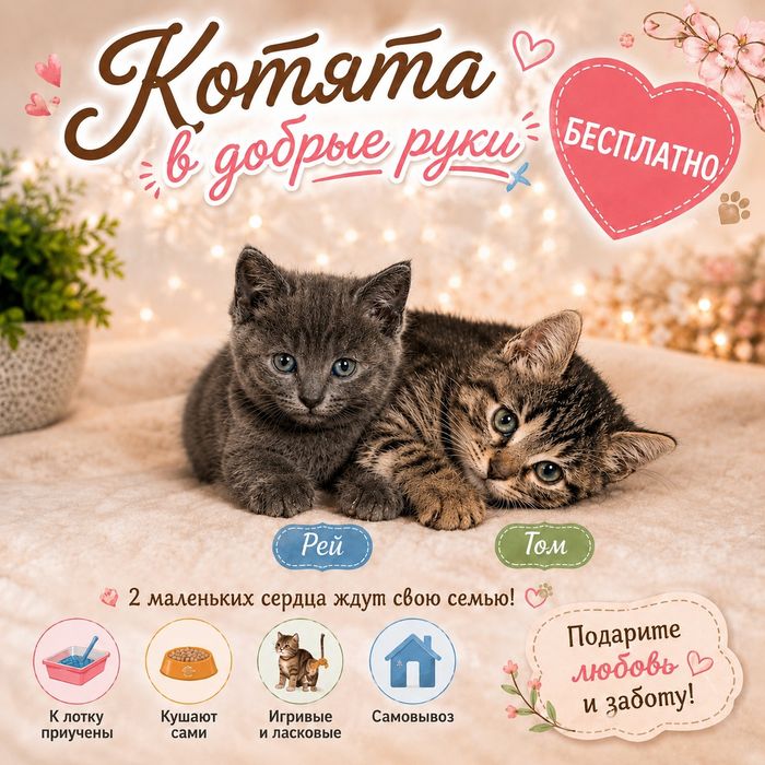 Отдам котят в добрые руки