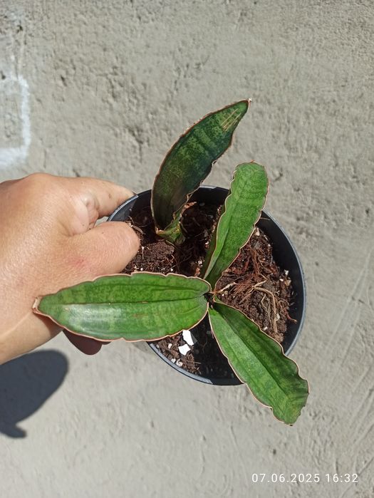 Сансевієрії Індонезія і Голандські