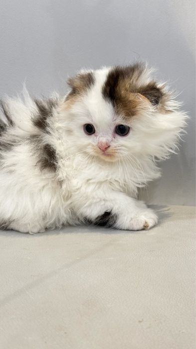 Macho scottish fold