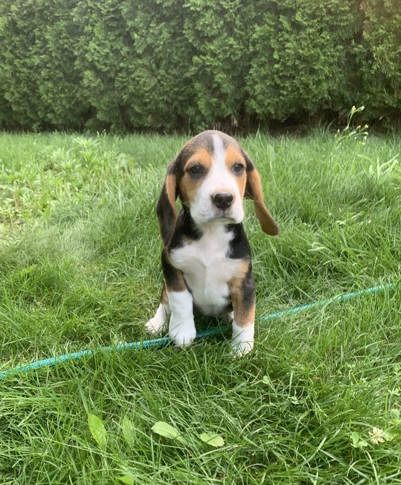Szczeniak beagle piesek