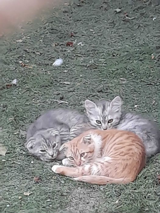 Отдам котят в хорошие руки