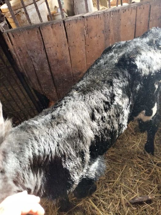 Продам бычка 7ми дневнего