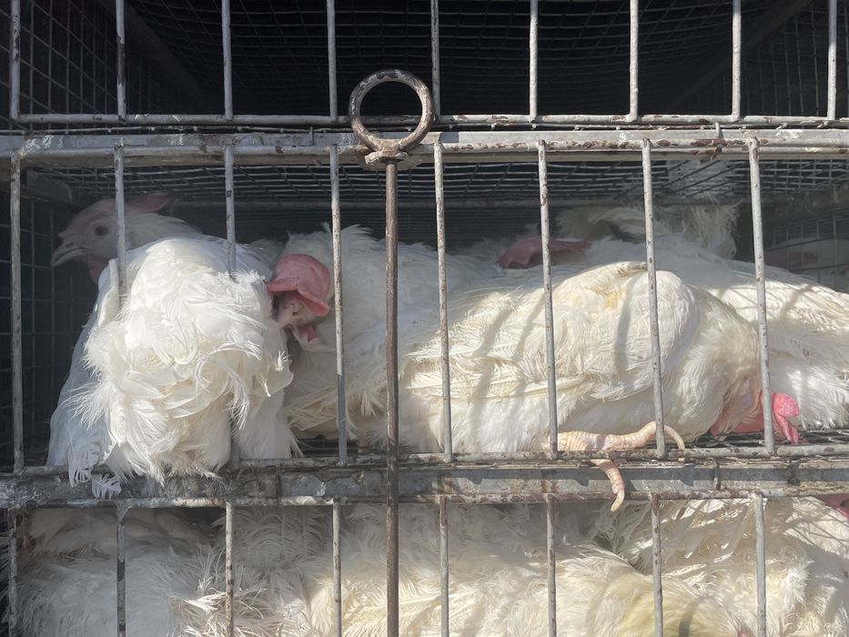 Кури легорни білі: 100 грн. - Сільгосп тварини Княжичі на Olx