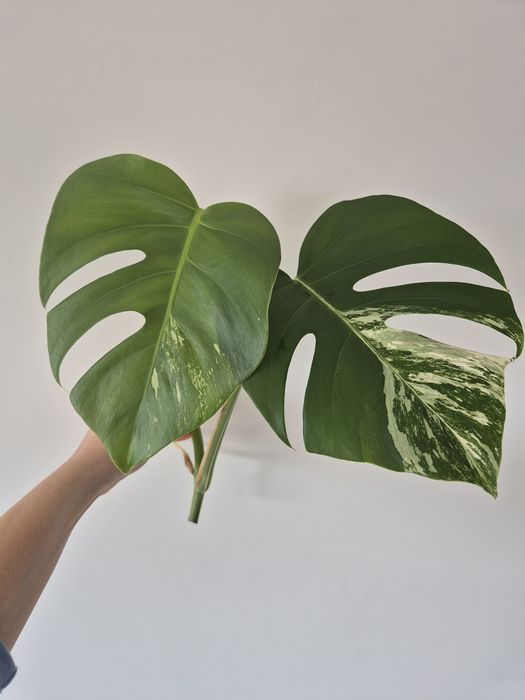 Monstera variegata