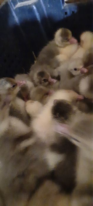 Каченята з інкубаційного цеху