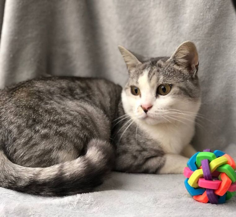 Котик 1,5 года в семью бесплатно