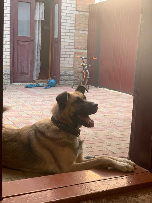 Гарний кобель для сучки