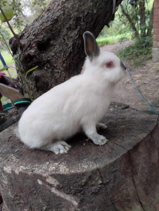 Króliki karzełki kuny niebieskie,miniaturki