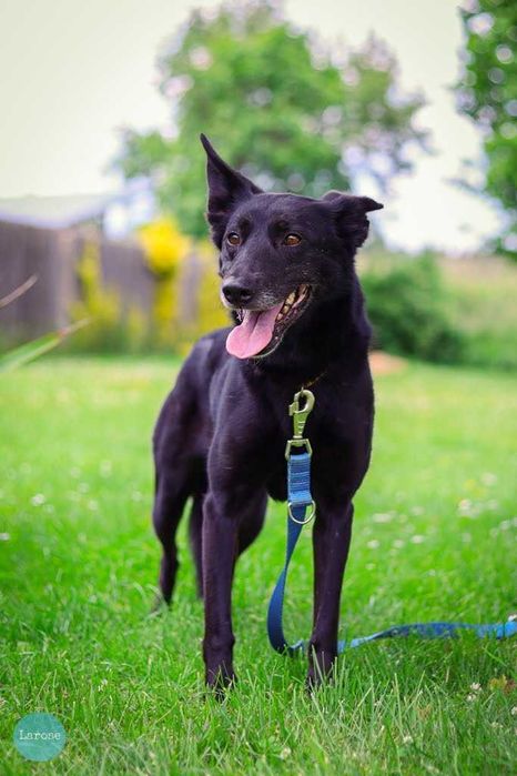 Stella jest z nami kilka lat. To urocza psinka która