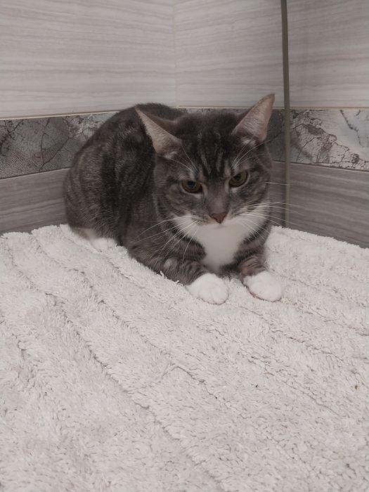 Віддам в хороші руки