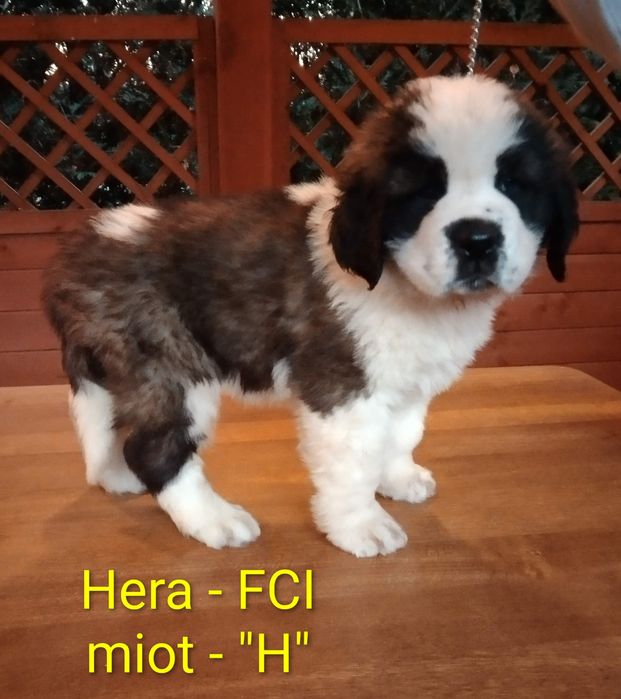 Bernardyn długowłosy -  szczeniak FCI ZKwP