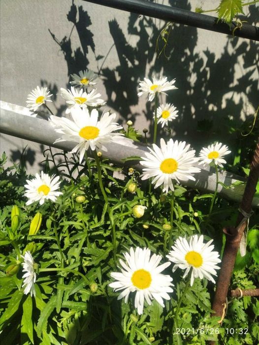 Дом в Пирятині, Полтавська обл