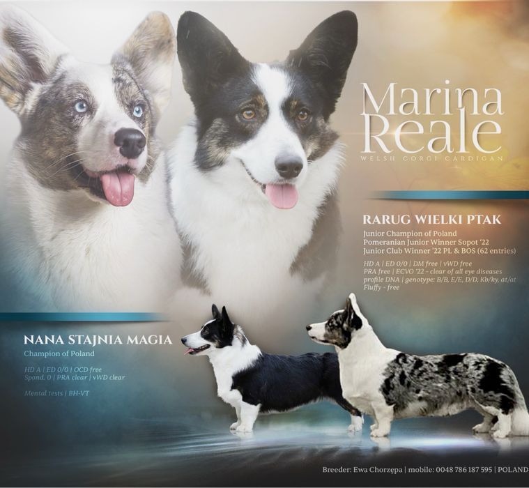 Welsh Corgi Cardigan ZKwP FCI