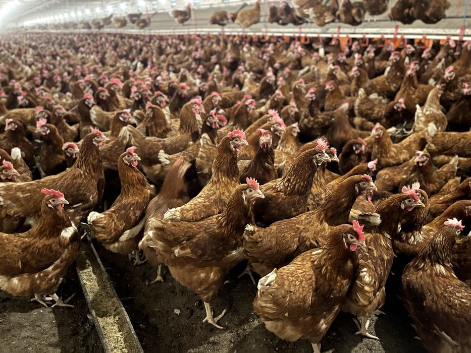 kury nioski FERMA BULOWICE