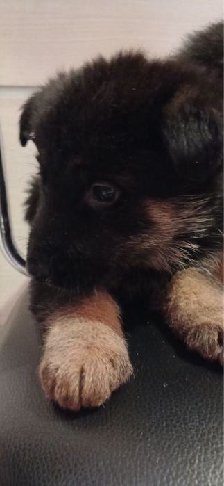 Цуценята немецької вівчарки