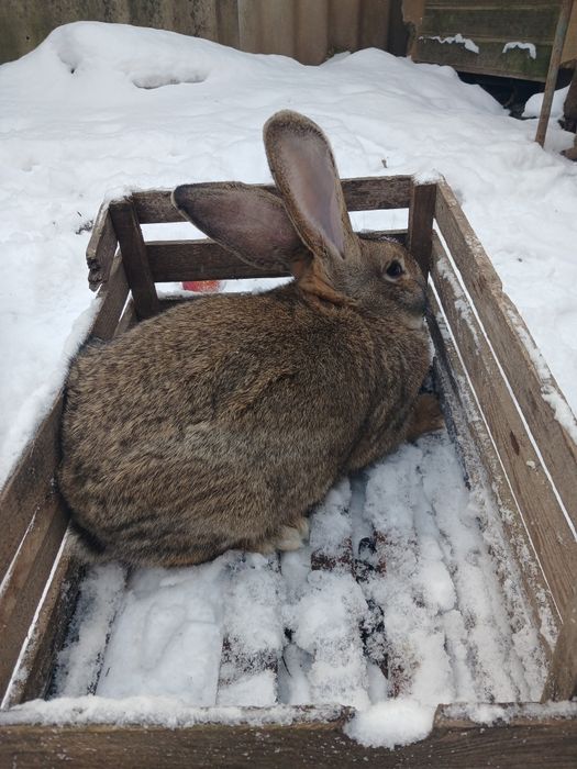Кріль- самець порода фландир