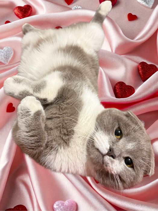 Вязка шотландский кот( скоттиш-фолд)