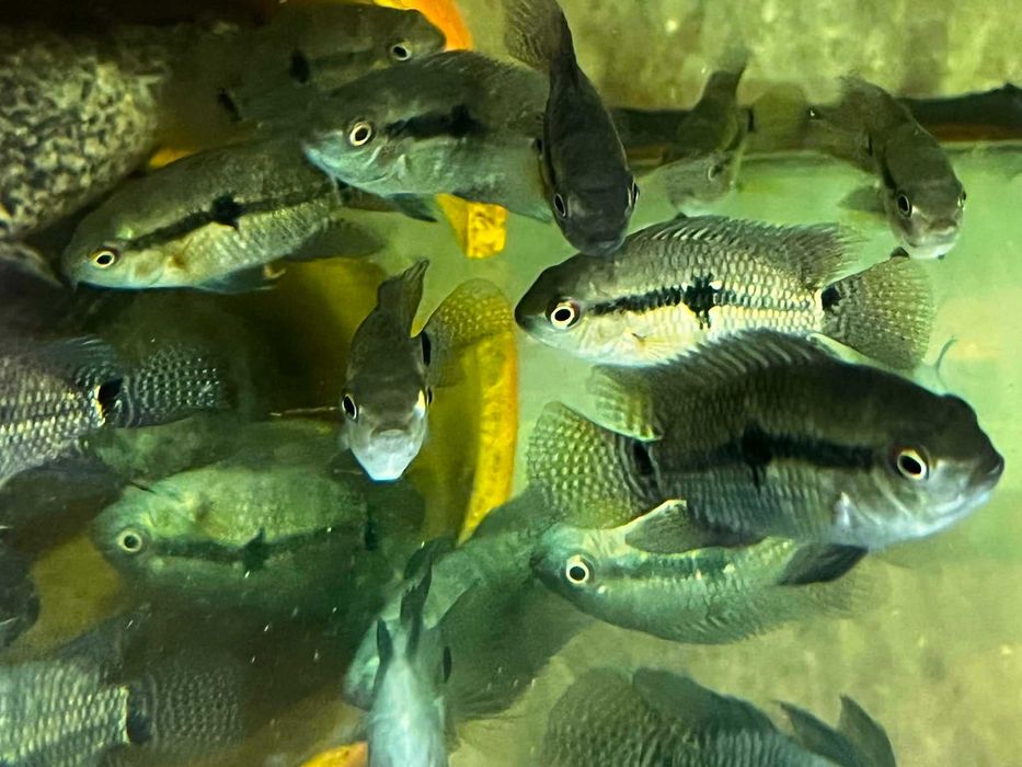 pielęgnica amazońska Cichlasoma amazonarum