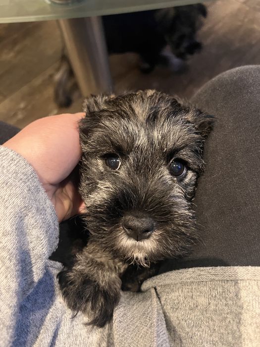 Sznaucer miniaturka suczka adopcja