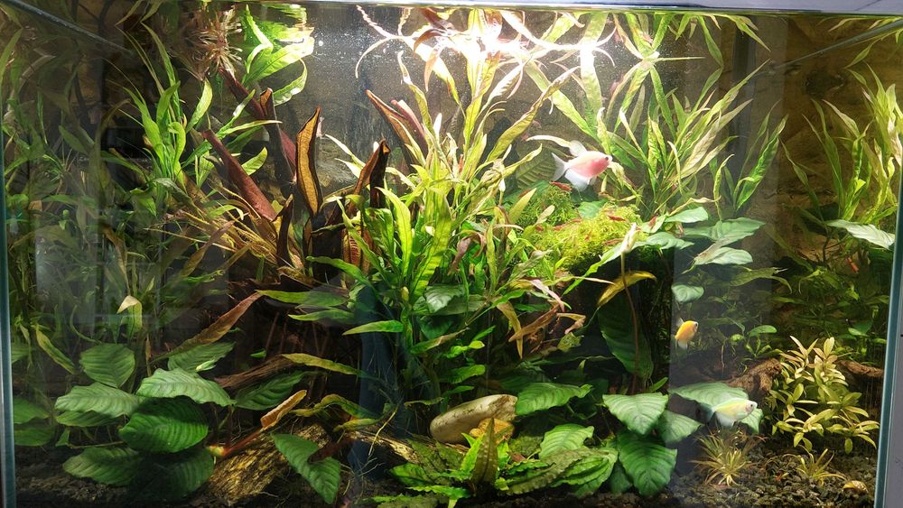 Krewetki Red Cherry (Neocaridina Davidi Var. Red) duże, okazja!