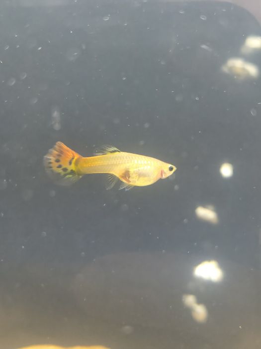 vendo guppys surtidos