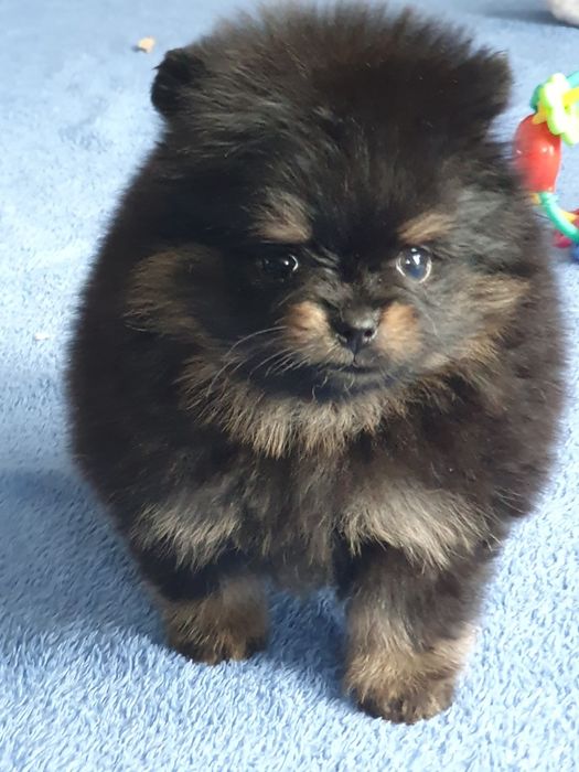 Szpic miniaturowy pomeranian/Malutka laleczka