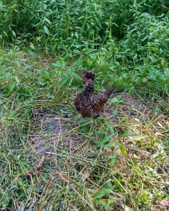 Кури лілітути (бентамки) дуже гарн різні і є курчата