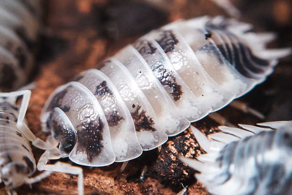 Porcellio laevis "Dairy Cow", isopody, 10 szt.
