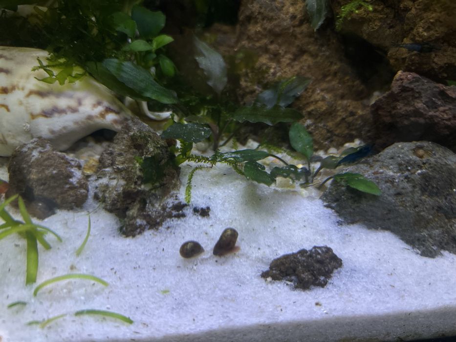 Areia de rio para aquario