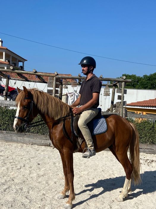 Cavalos inteiro manso